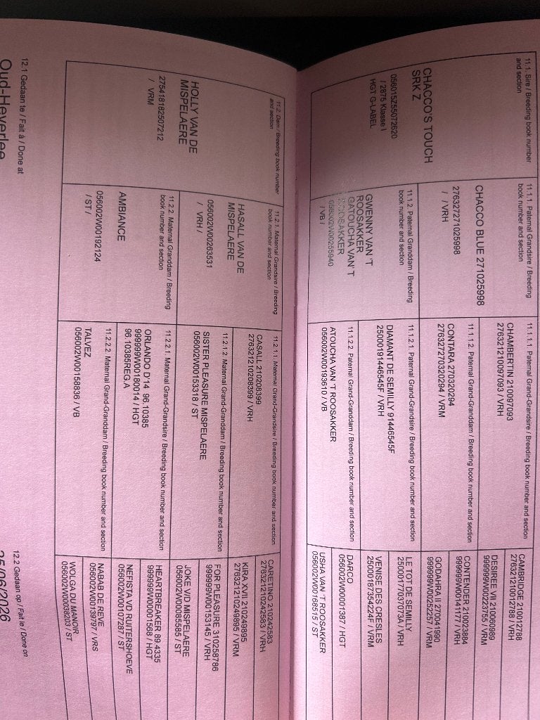 Veulen, Animaux & Accessoires, Chevaux, Avec pedigree, Moins de 160 cm, Étalon, 0 à 2 ans