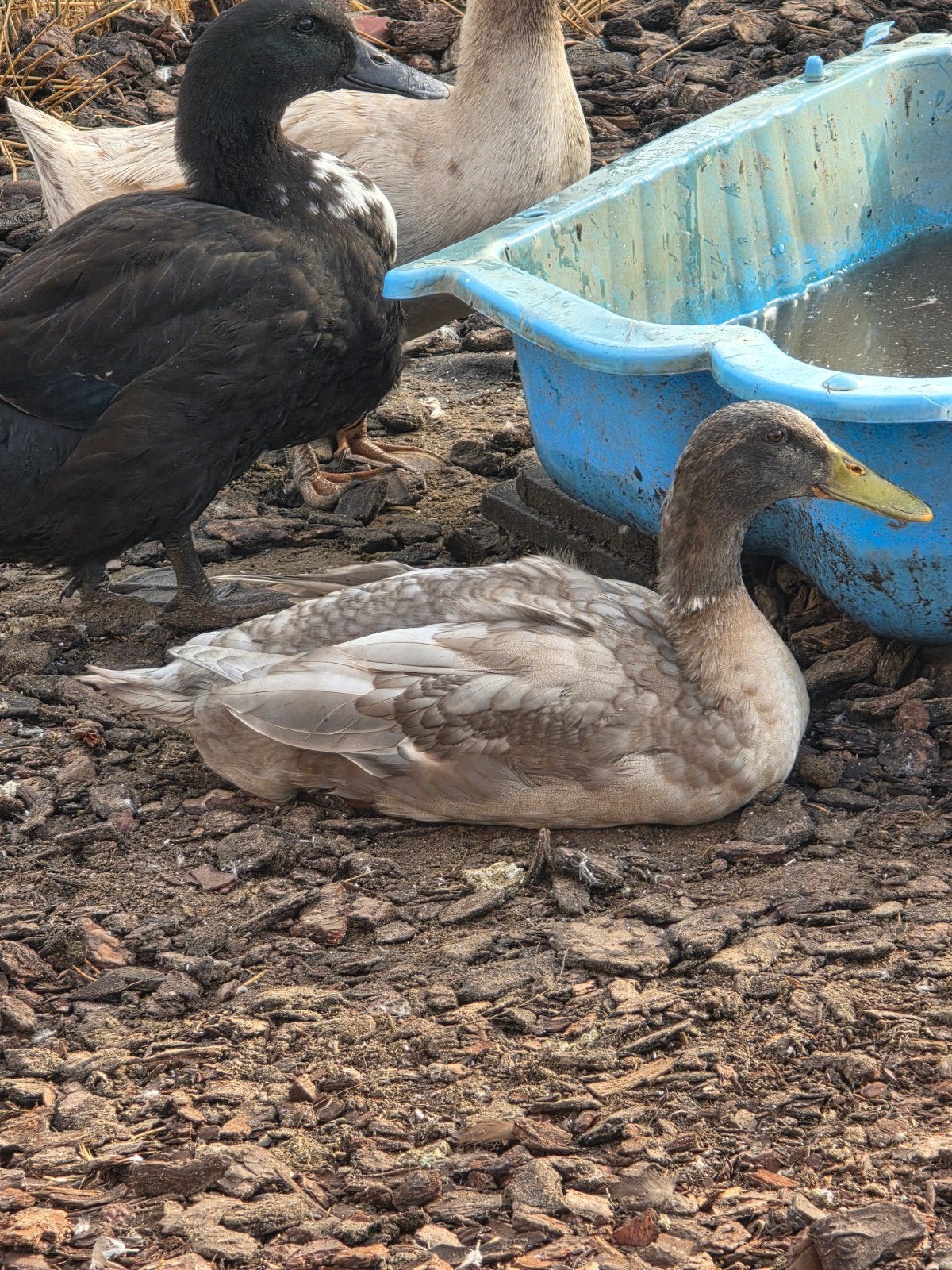 2 loopeenden en kuikens, Dieren en Toebehoren, Pluimvee