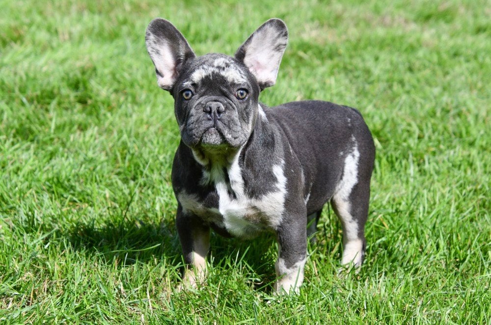 Chiots bouledogue français à vendre, 15 semaines à 1 an, Plusieurs animaux, Éleveur | Professionnel, Bouledogue