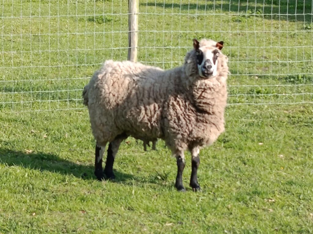 vrouwelijk schaap, Animaux & Accessoires, Femelle, Mouton