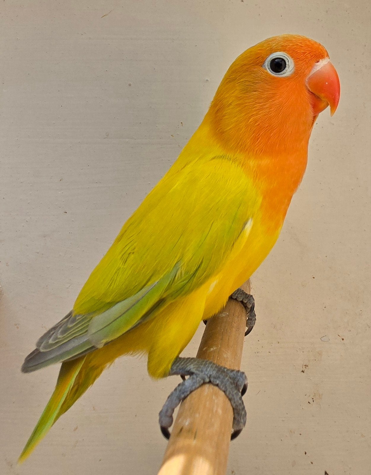 3 Euwing Groen Dilute split Opaline Fischeri mannen 2026, Dieren en Toebehoren, Vogels | Parkieten en Papegaaien, Mannelijk, Dwergpapegaai of Agapornis