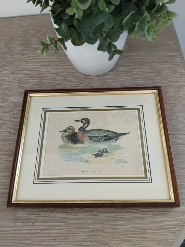vintage houten kader met eenden prent achter glas, Vintage, Ophalen of Verzenden, Zo goed als nieuw, Achter glas