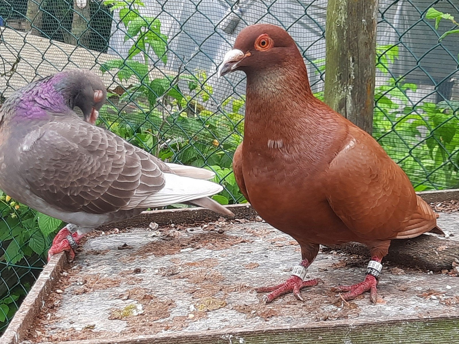 Koppel duiven, slechts 25 euro!, Postduif