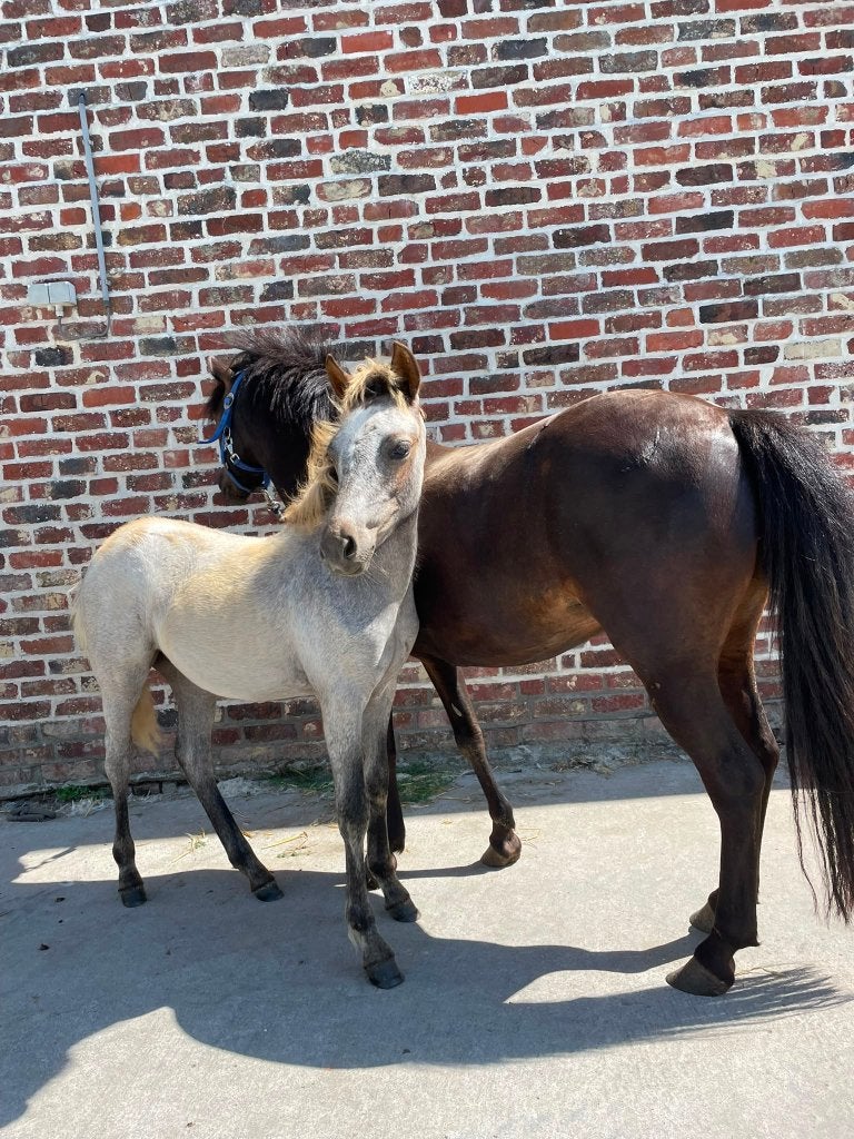 Pony merrie veulen van Romeo vd Groeneweg, Dieren en Toebehoren, Pony's, Merrie, Met stamboom, Springpony, 0 tot 2 jaar