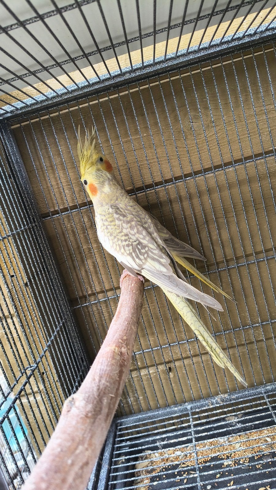 valkparkieten, Animaux & Accessoires, Oiseaux | Perruches & Perroquets