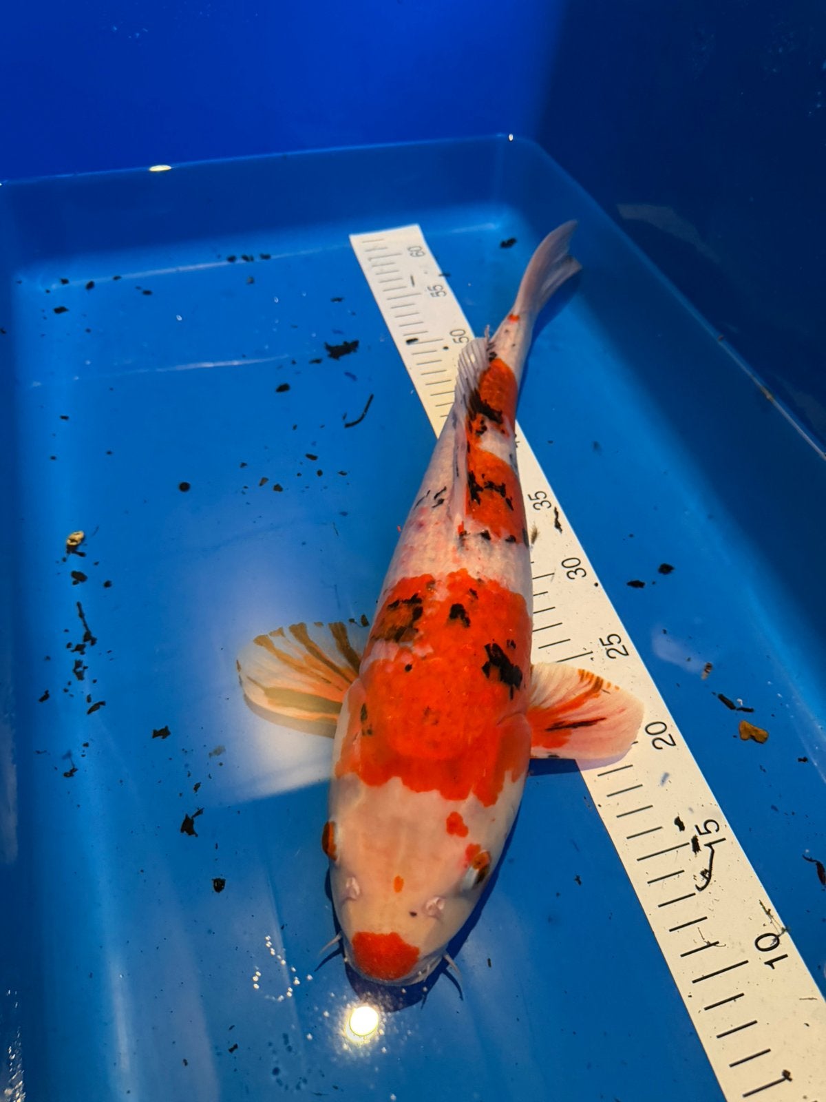 Koi - mince - 46 cm, Carpe ou Koï