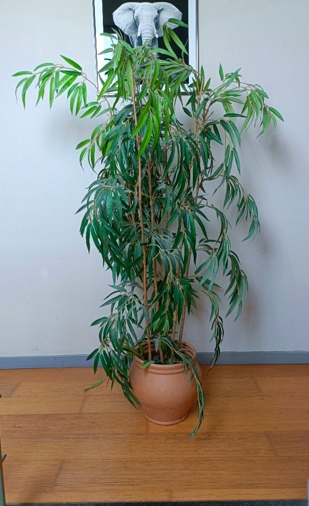 Bamboo artificiel dans son pot en terre cuite, 70 cm ou plus, 25 à 40 cm, Rond, Enlèvement