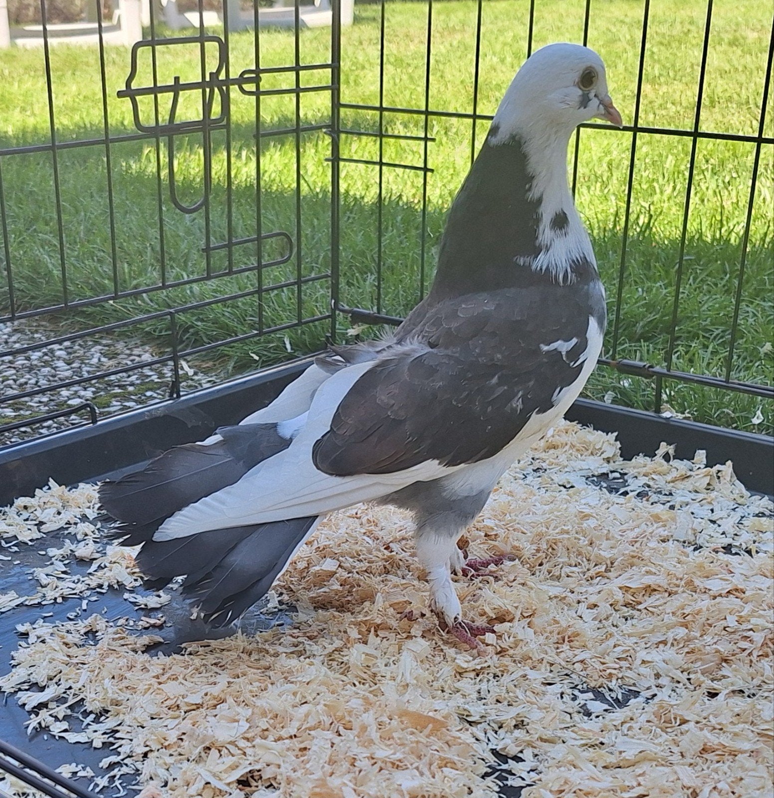 fraaie pauwstaart sierduiven