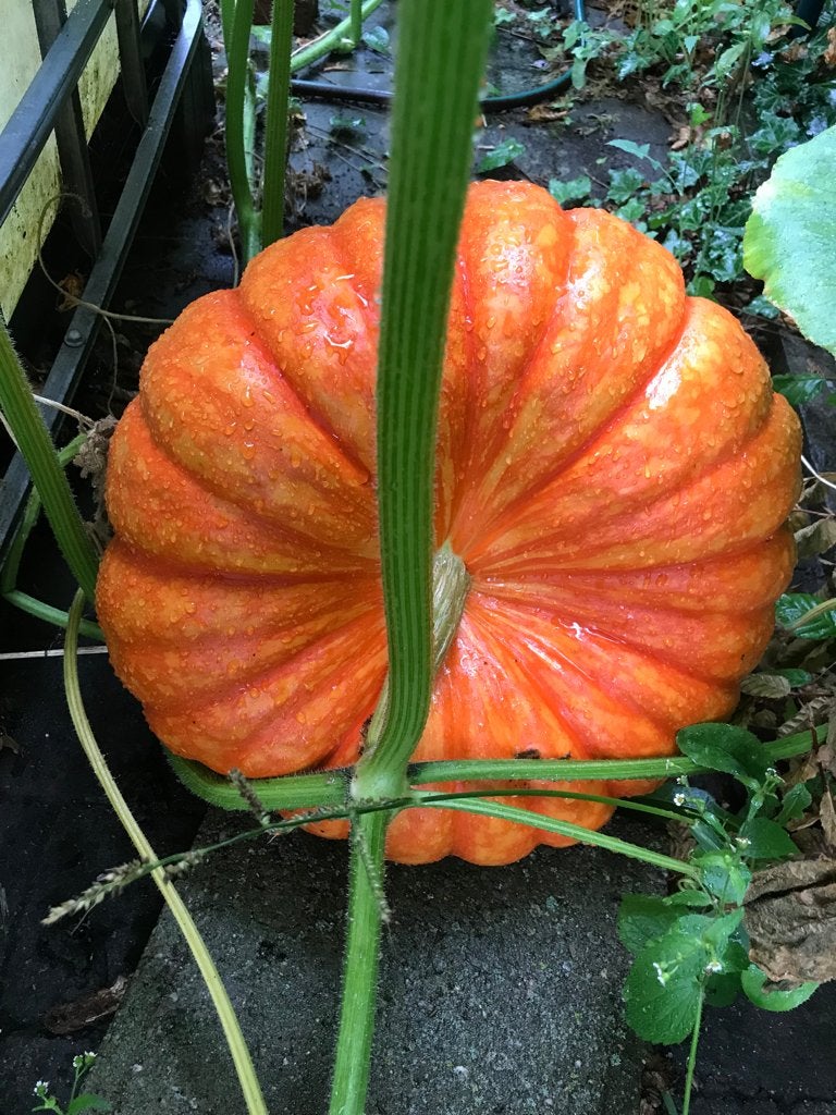 Pompoenen, Ophalen