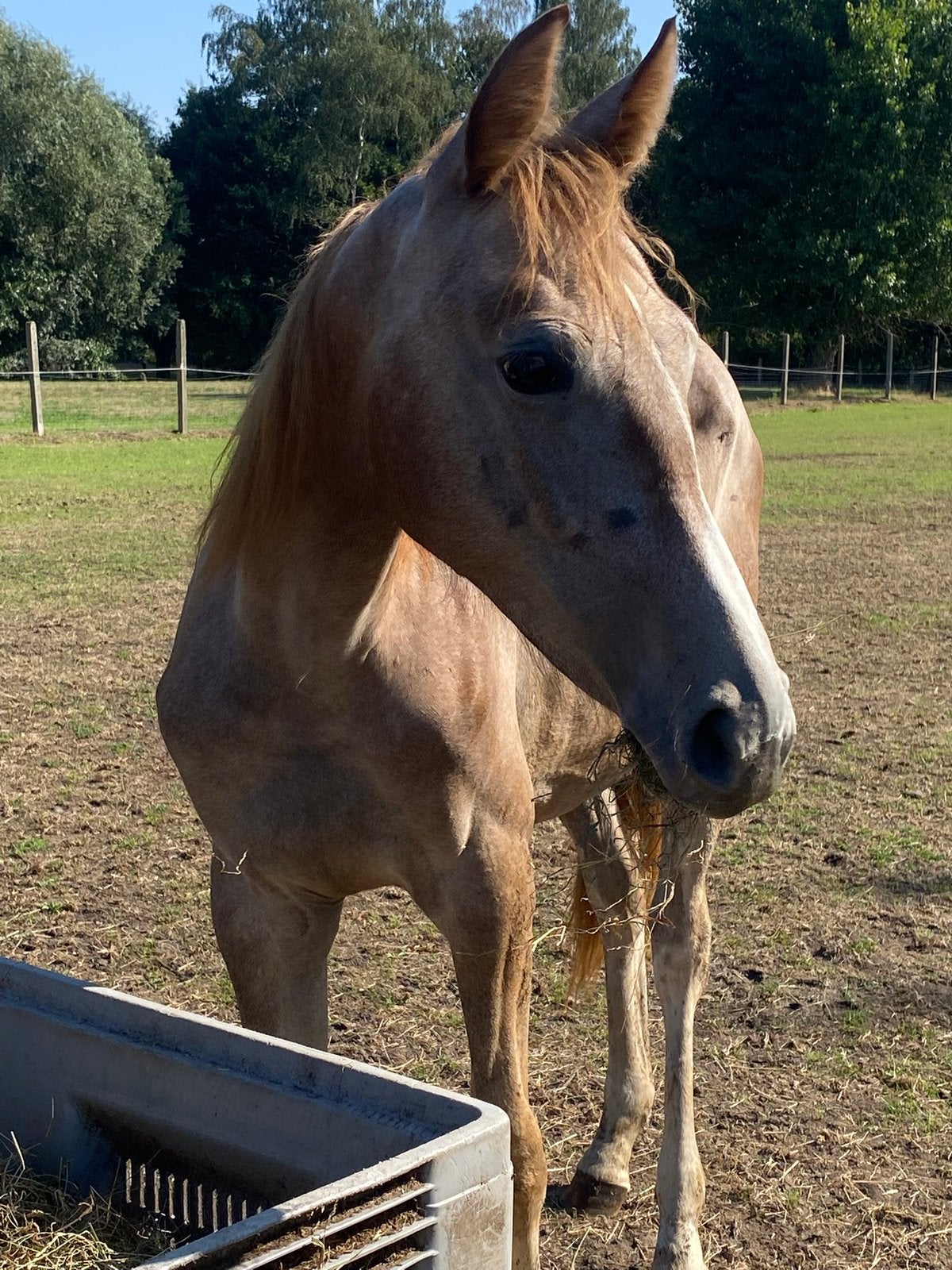 Jaarling merrie Comilfo Plus Z, Dieren en Toebehoren, Paarden, Merrie, Z