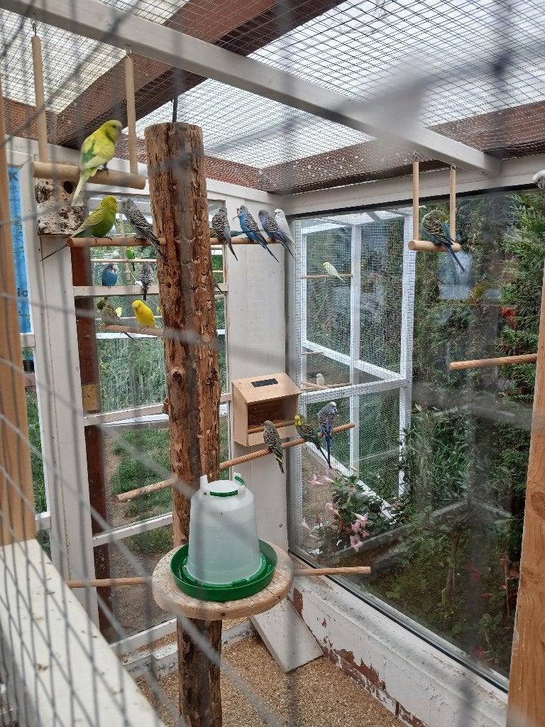 Jonge grasparkieten, Meerdere dieren, Parkiet