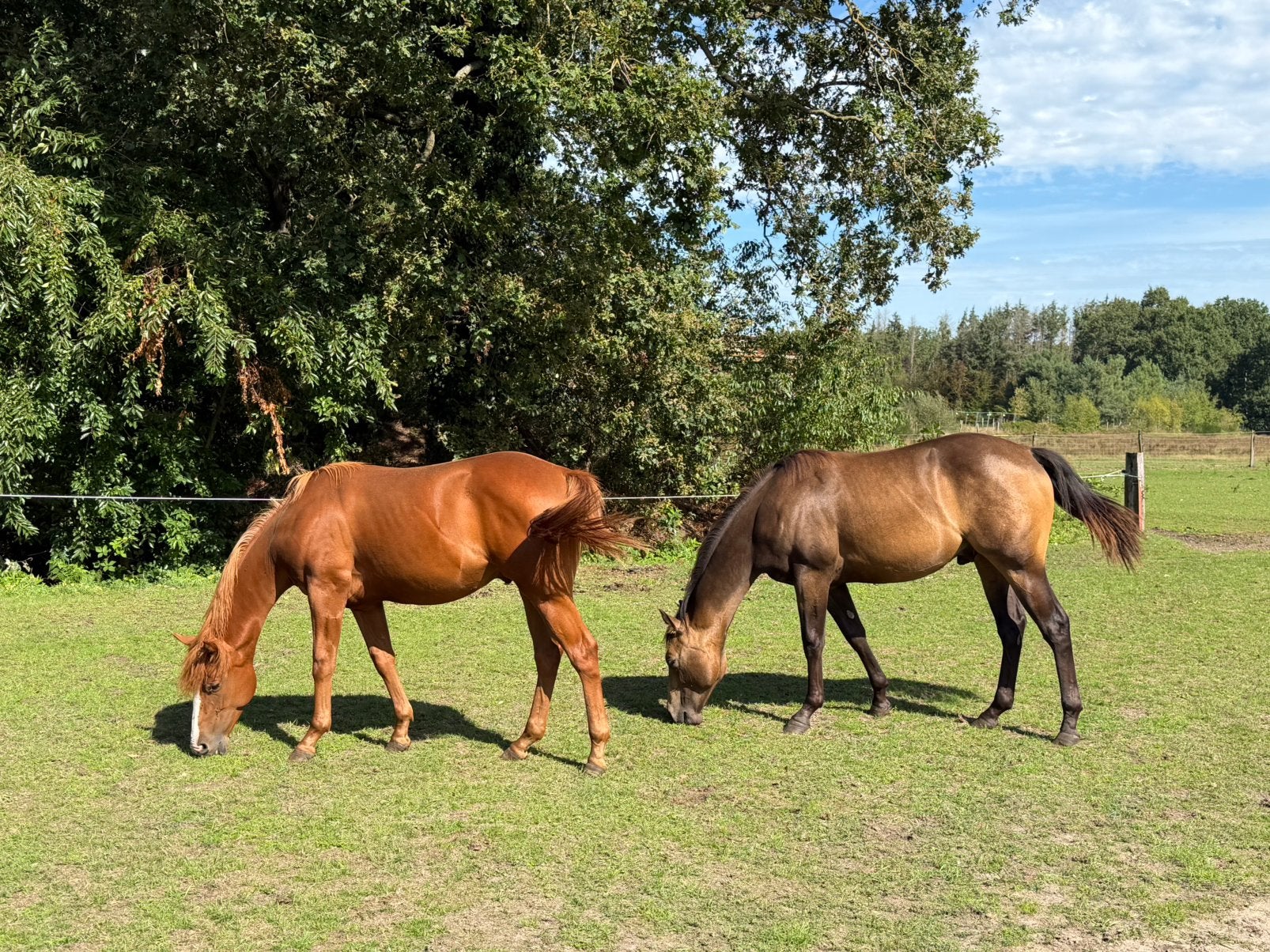 Quarter Horse jaarlingen 2025, Dieren en Toebehoren, Paarden, Hengst, Niet van toepassing, Westernpaard