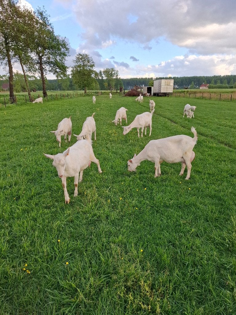 21 witte sanen melkgeiten, Dieren en Toebehoren, Vrouwelijk, Geit, 0 tot 2 jaar