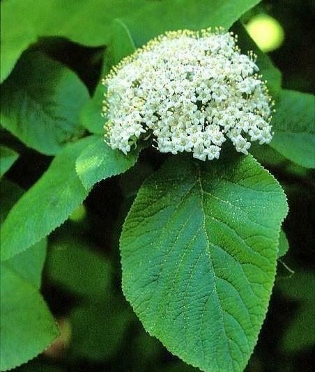 Viburnum Lantana — Boule de neige laineuse, Enlèvement ou Envoi, Arbuste