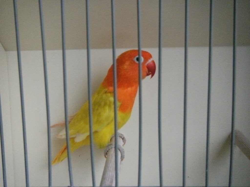 Fischeri, Meerdere dieren, Dwergpapegaai of Agapornis, Geringd
