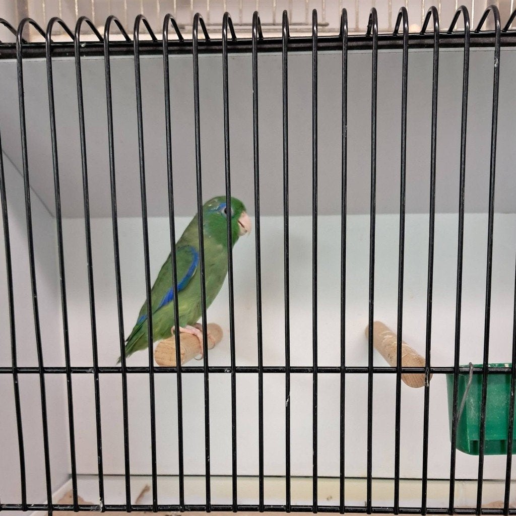 Forpus conspicillatus mâle 20-25, Animaux & Accessoires, Mâle, Perruche, Bagué