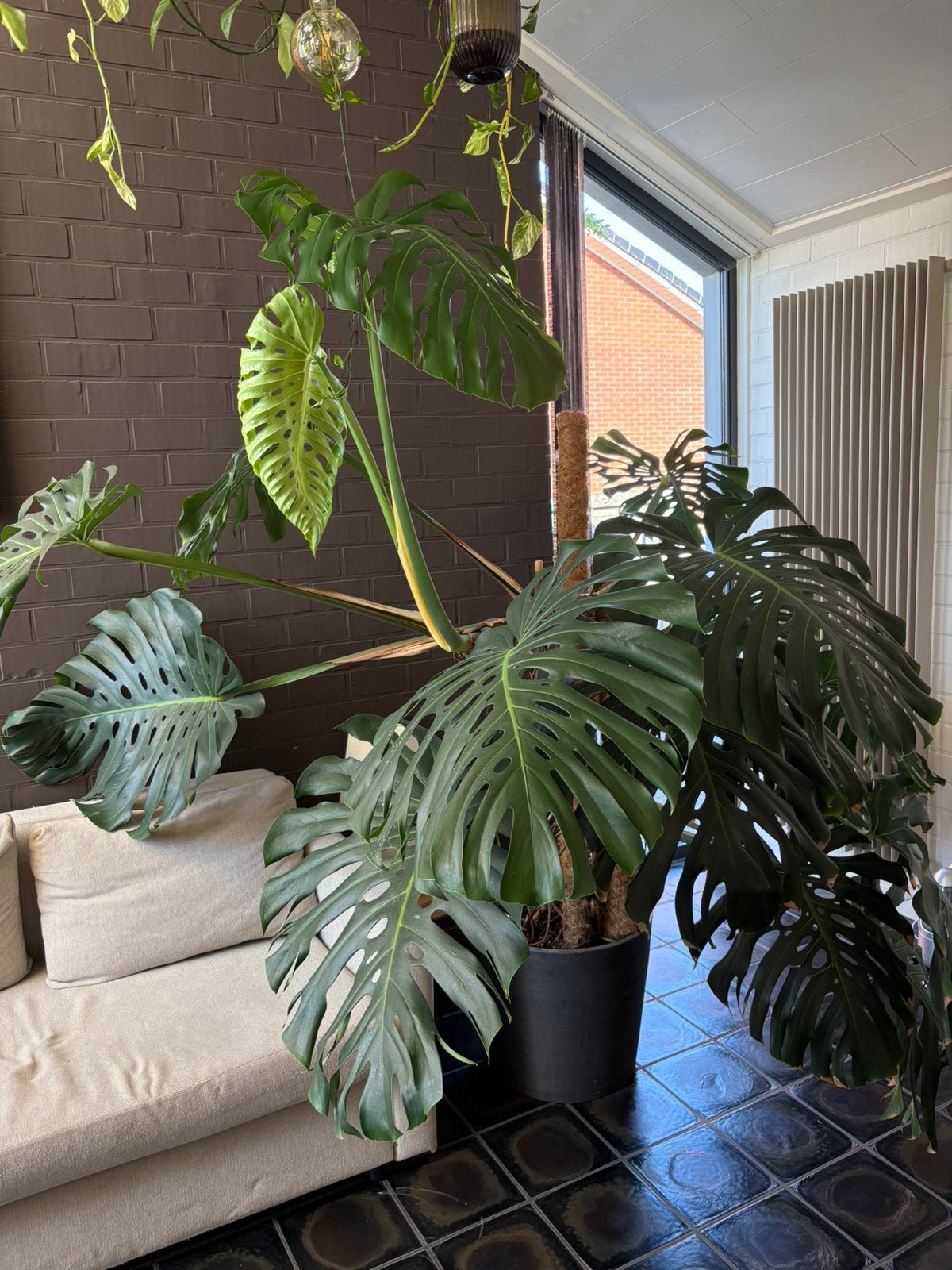 Monstera XXL, Enlèvement