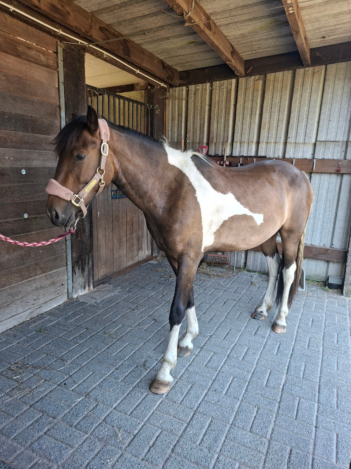 Super lieve 2 jarige ruin, Dieren en Toebehoren, Paarden, Ruin