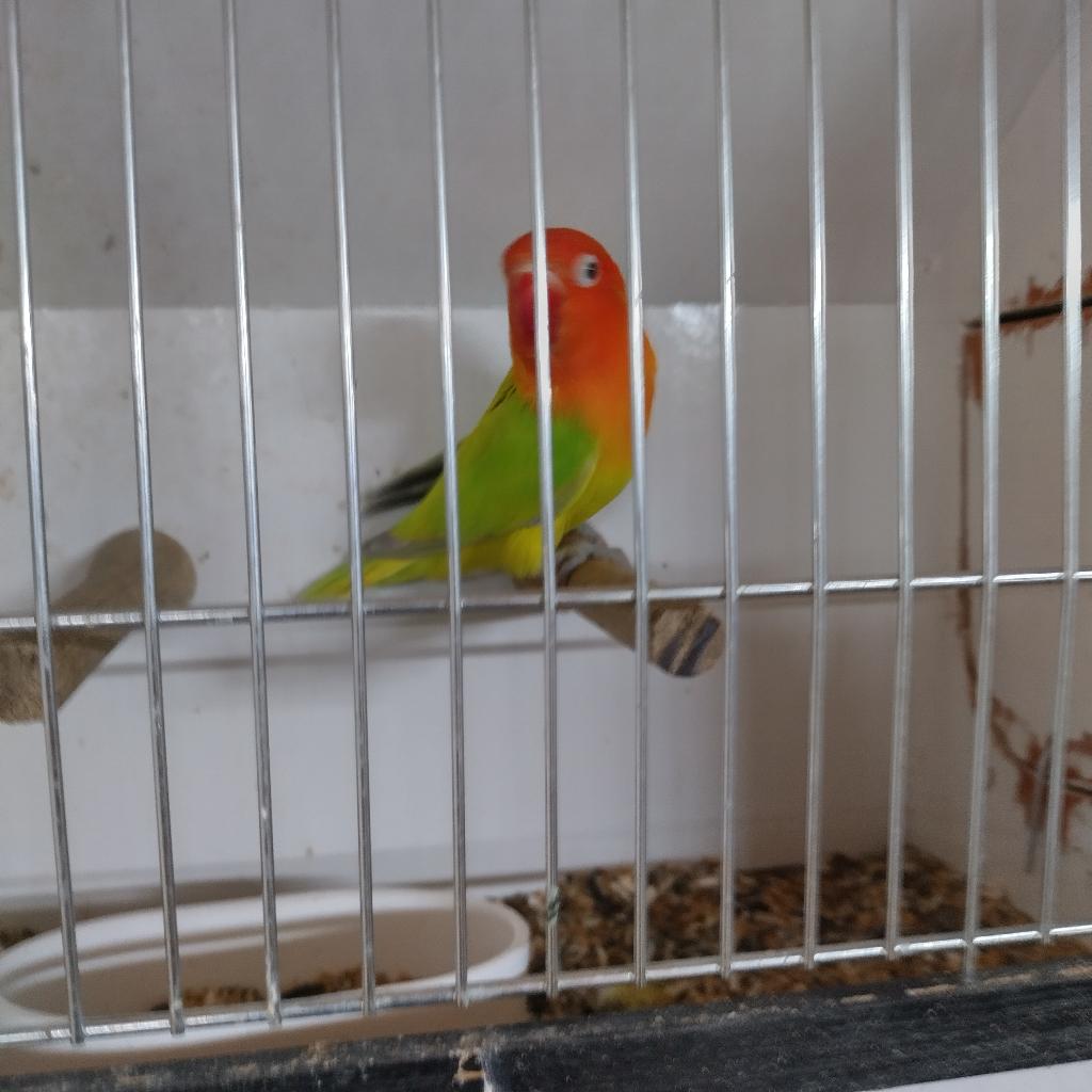 Agapornis, Plusieurs animaux, Perroquet nain ou Inséparable, Bagué