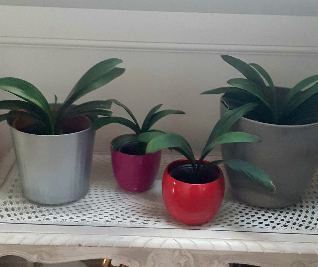 Clivia's Oranje bloemen, Maison & Meubles, Plantes d'intérieur, Enlèvement