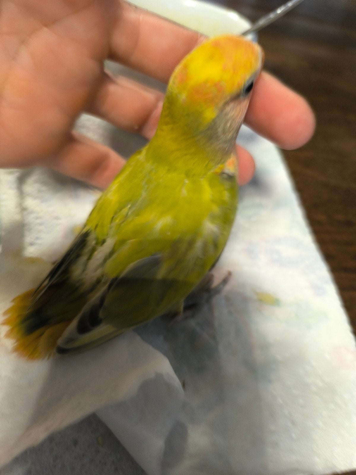 Handopfok handtamme dwergpapegaai, Dieren en Toebehoren