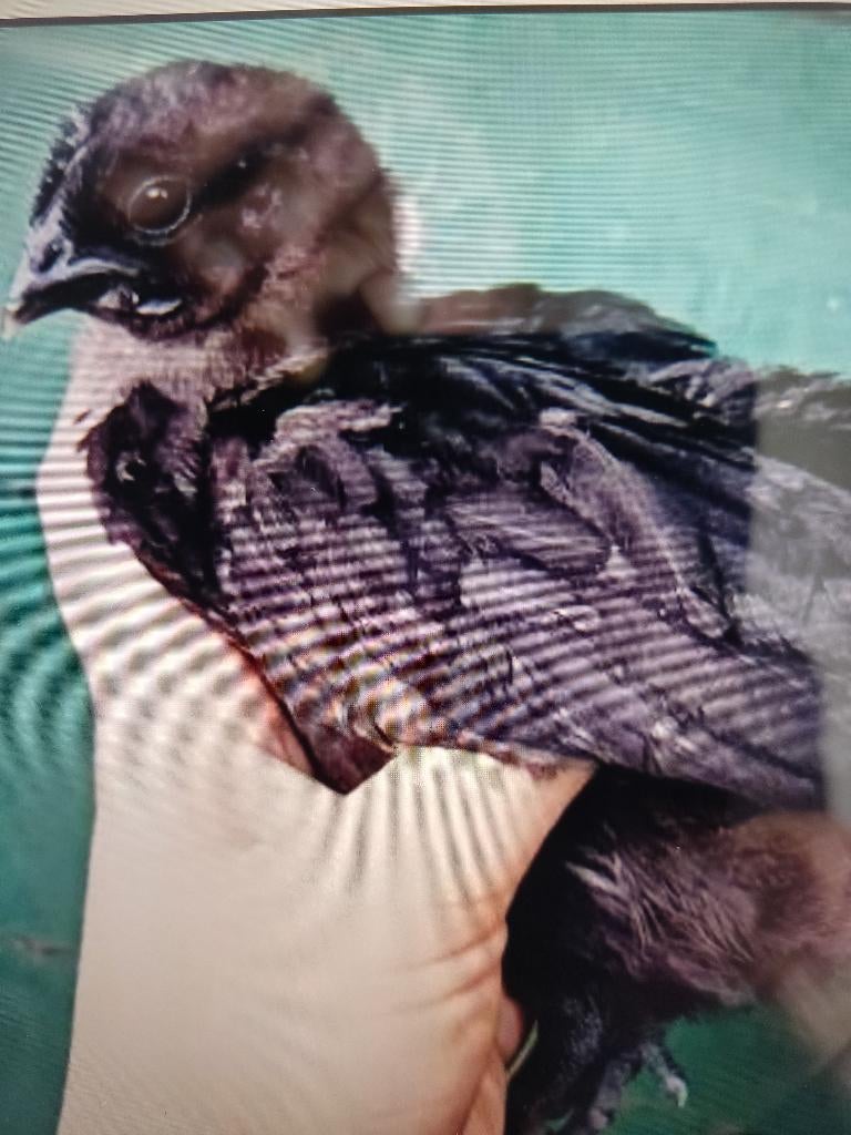 Ayam Cemani kip, Dieren en Toebehoren, Pluimvee, Meerdere dieren, Kip