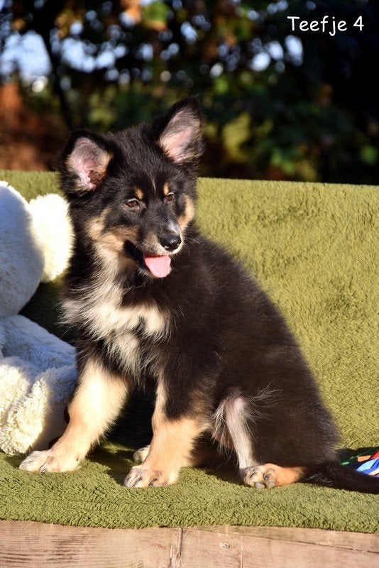Prachtige kruising Herder pups, Dieren en Toebehoren, België, CDV (hondenziekte), 8 tot 15 weken, Groot