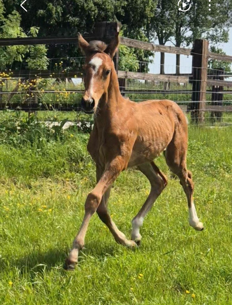 veulen van Johnson uit sportrijke moederlijn, Dieren en Toebehoren, Met stamboom, Niet van toepassing, Dressuurpaard, 0 tot 2 jaar