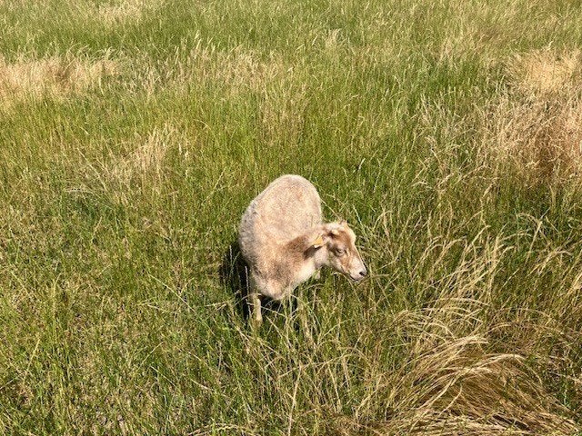 Ouessant ooitjes