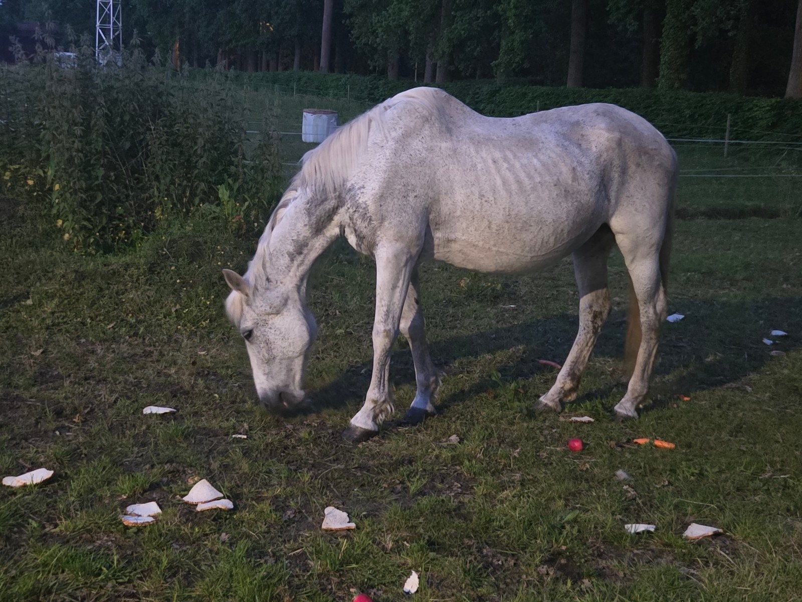 weide maatje 23 jaar, Dieren en Toebehoren
