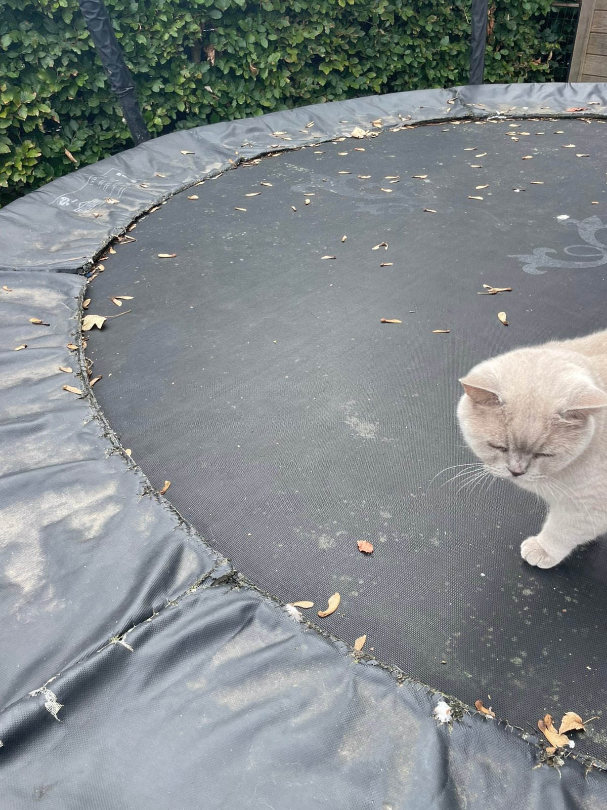 Trampoline Berg, Enfants & Bébés, Jouets | Extérieur | Trampolines, Enlèvement, Comme neuf