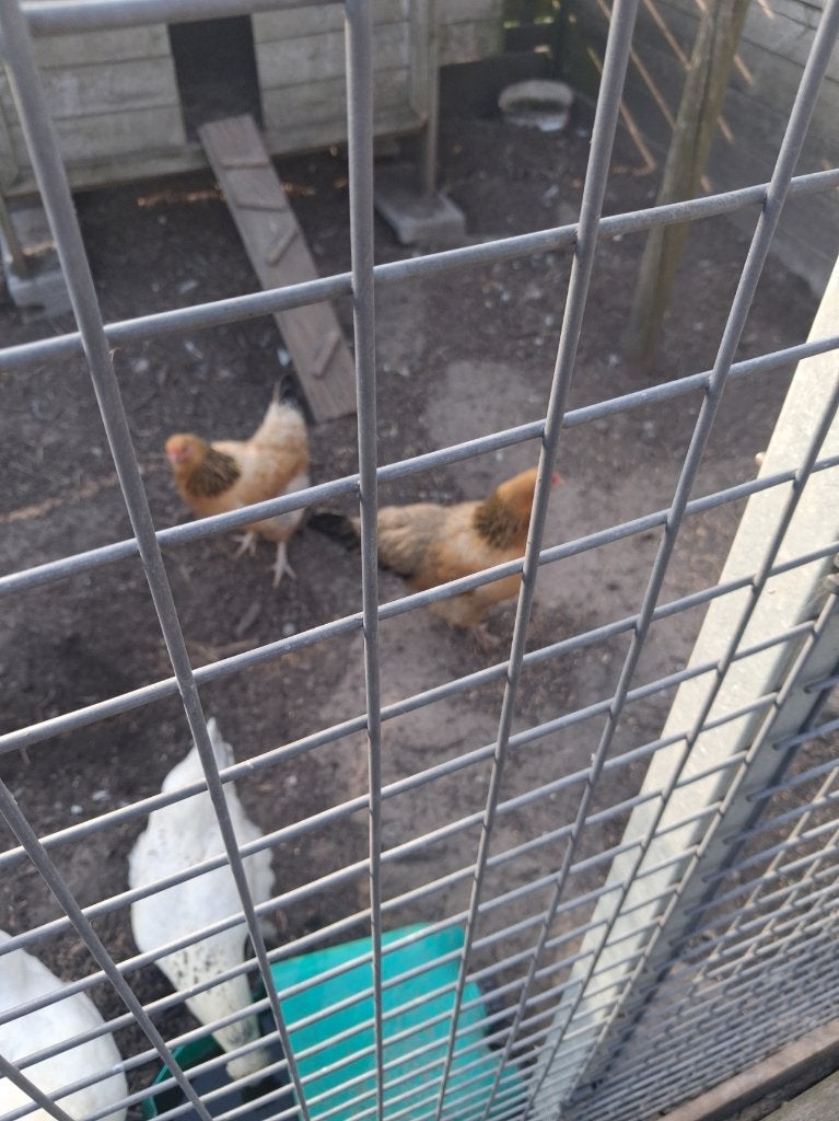 brahma kriel buff, Femelle, Poule ou poulet