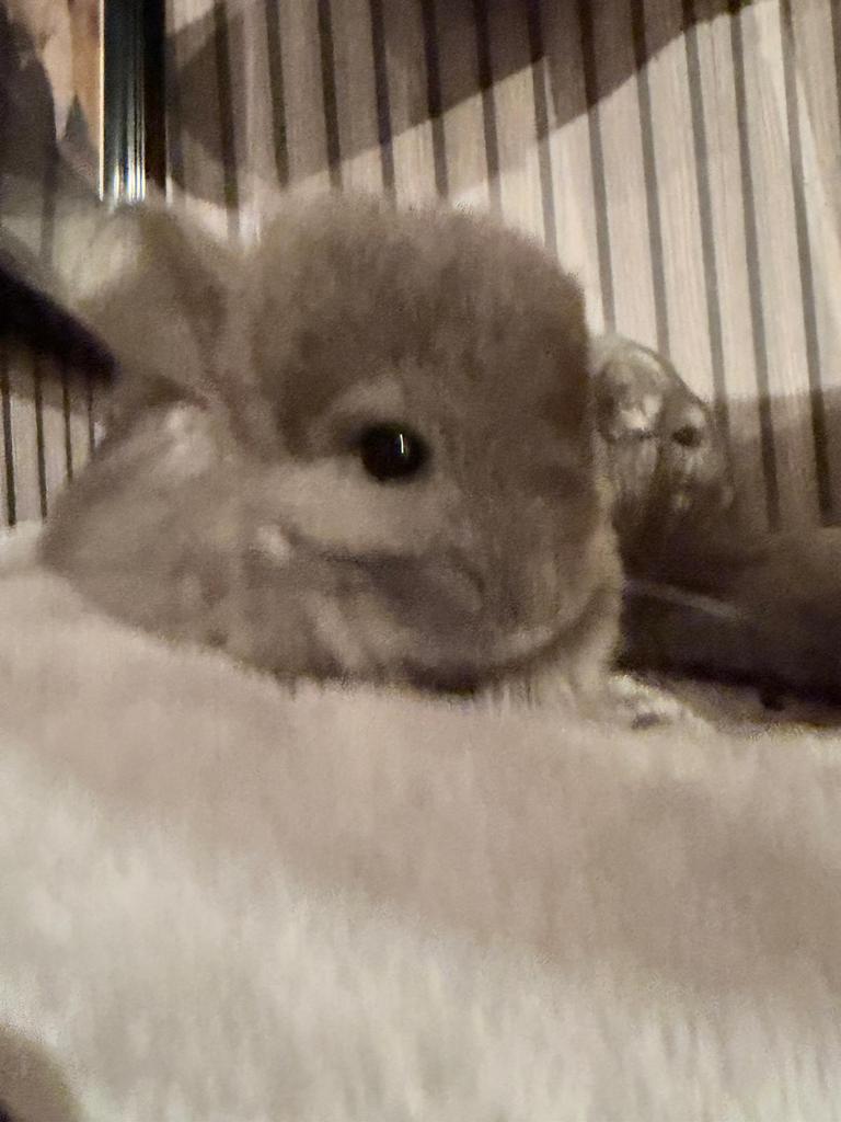 Chinchilla’s die een nieuwe thuis zoeken, Animaux & Accessoires, Rongeurs, Chinchilla, Domestique, Plusieurs animaux, Juillet