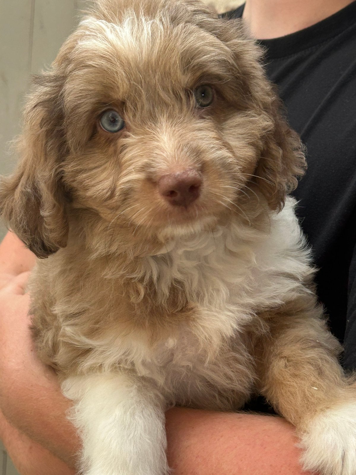 Miniature Aussiedoodle, Chien (mâle), Caniche, Belgique, Un chien