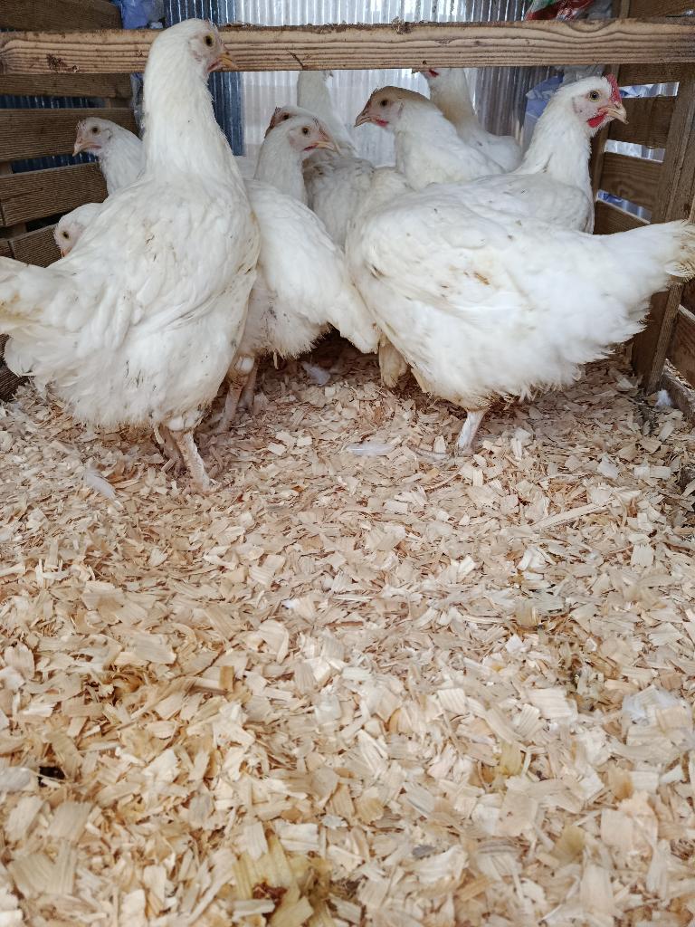 zuivere witte mechelse koekoek 5 maand 0499/082381, Dieren en Toebehoren, Pluimvee, Vrouwelijk, Kip