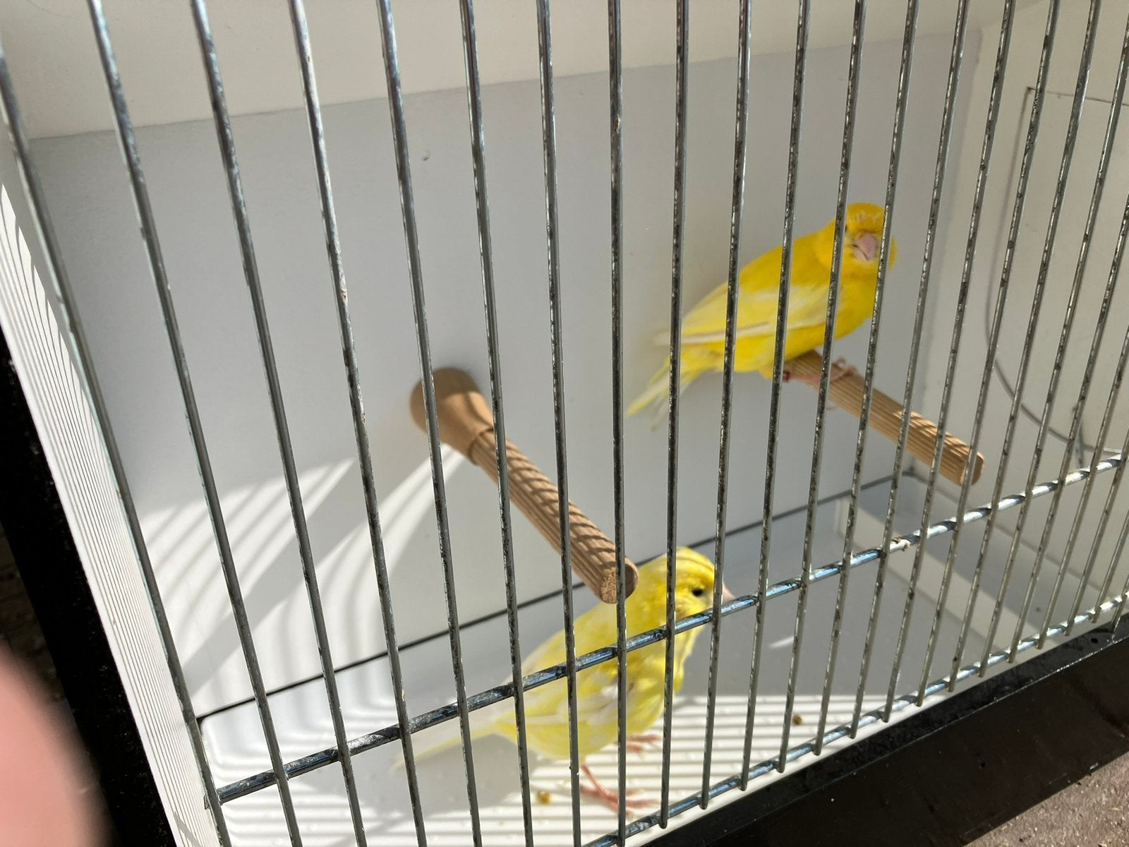 3 koppels gele kanaries, Dieren en Toebehoren, Vogels | Kanaries, Meerdere dieren, Kleurkanarie