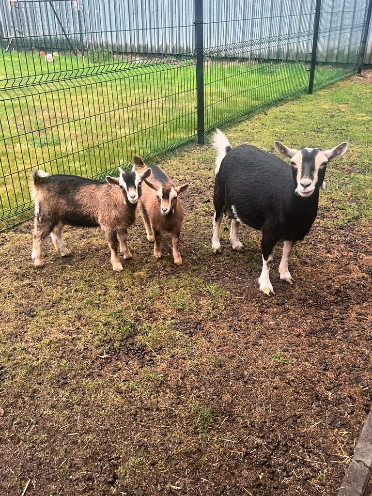 7 geiten zoeken een nieuwe thuis, Dieren en Toebehoren, Schapen, Geiten en Varkens, Geit