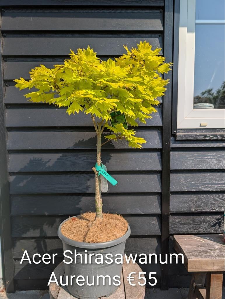 Acer Shirasawanum Aureum verschillende maten Japanse Esdoorn, Tuin en Terras, Ophalen, Herfst