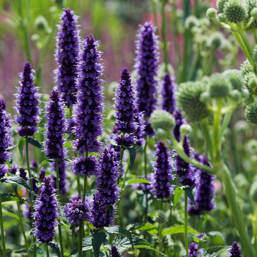 agastache  black  adder   in pot SOLDEN  beginnen te bloeien, Tuin en Terras, Planten | Tuinplanten, Ophalen, Vaste plant