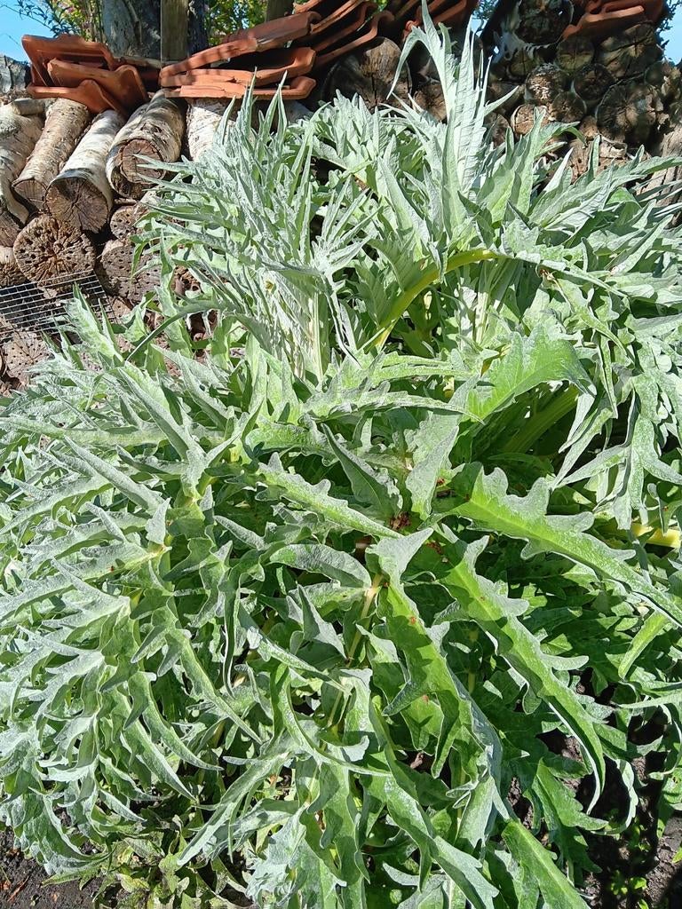 Kardoen, Ophalen
