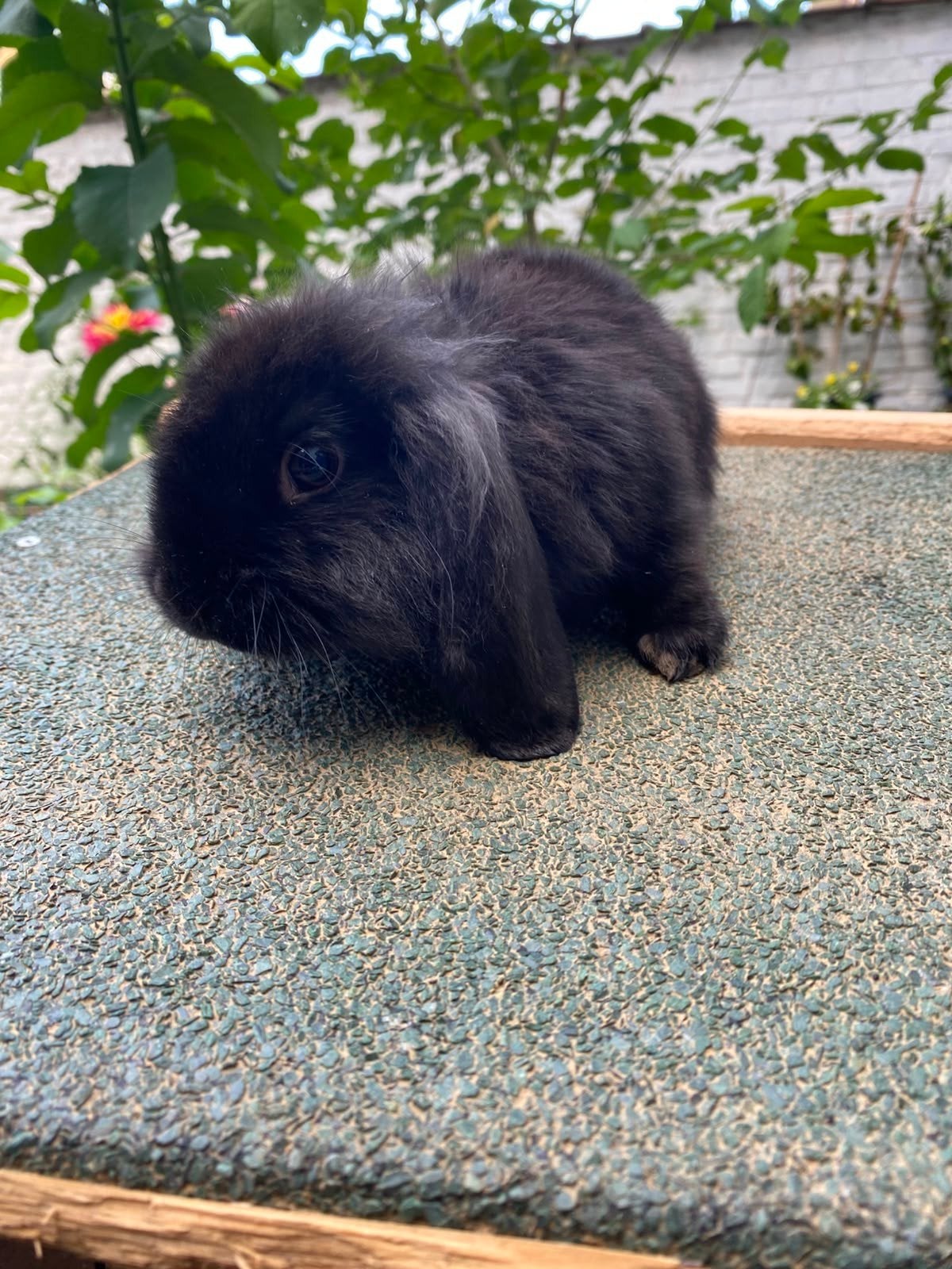 Lapin nain pour vendre, Animaux & Accessoires, Nain