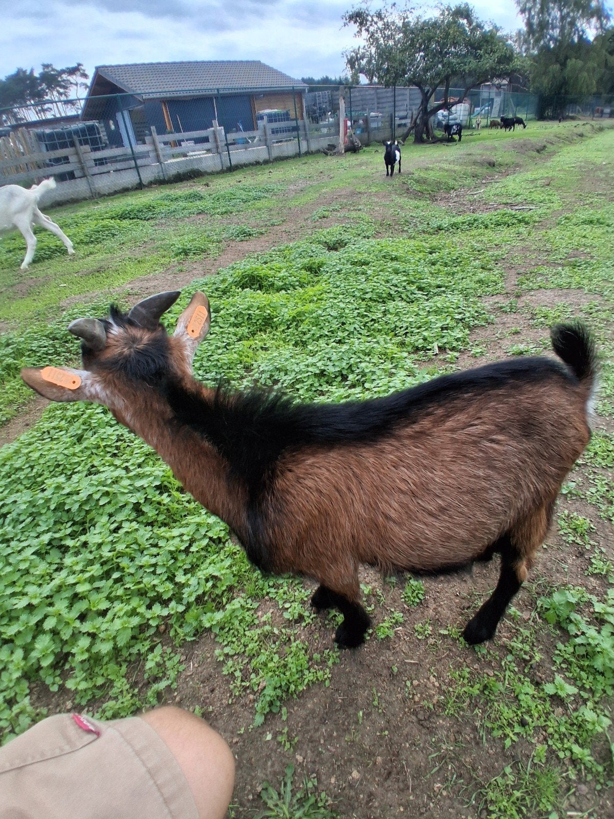 bruinschimmel bok, Mâle, Chèvre, 0 à 2 ans