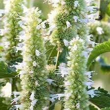 Agastache Alabaster aan opruimprijs, Ophalen