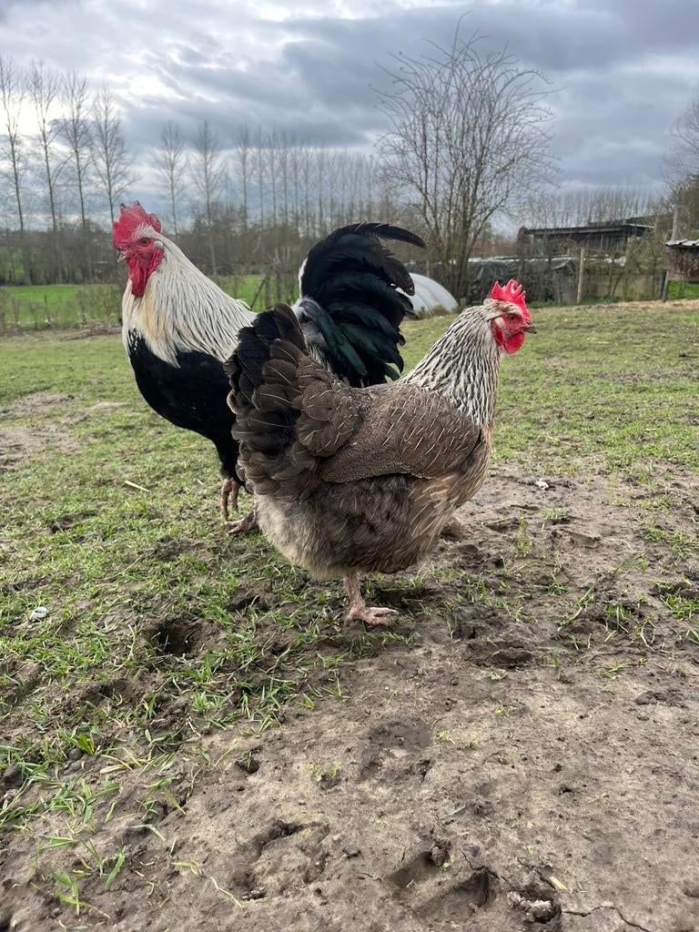 Zilverpatrijs marans koppel, Meerdere dieren, Kip
