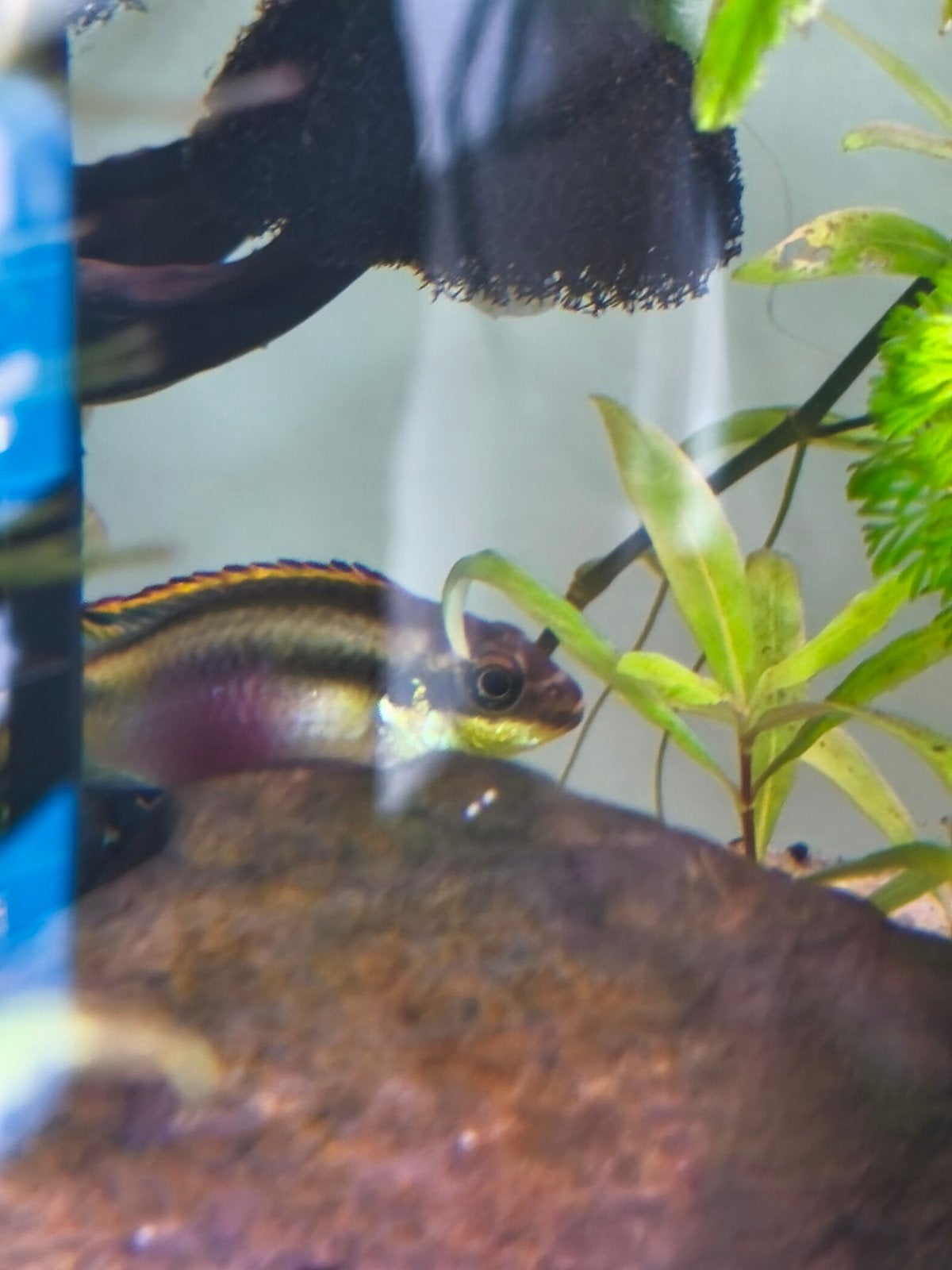 plante aquarium, poissons, crevettes, escargots,..., Animaux & Accessoires, Enlèvement