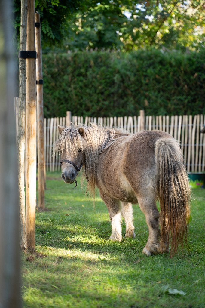 Ponette grise gestante, Juni, Vrouwelijk