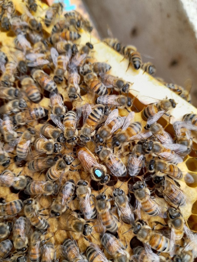 Jonge bijenvolken Simplex en Dadant Blatt, Dieren en Toebehoren, Bijen