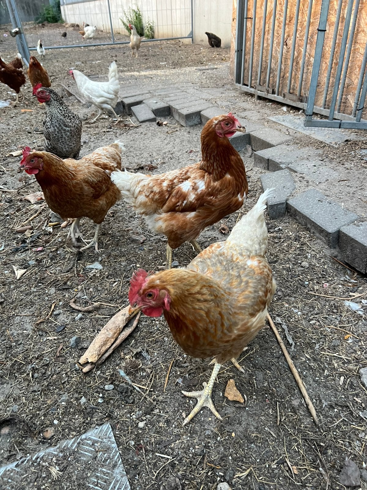 Kippen te koop 10€/ stuk, Femelle, Poule ou poulet