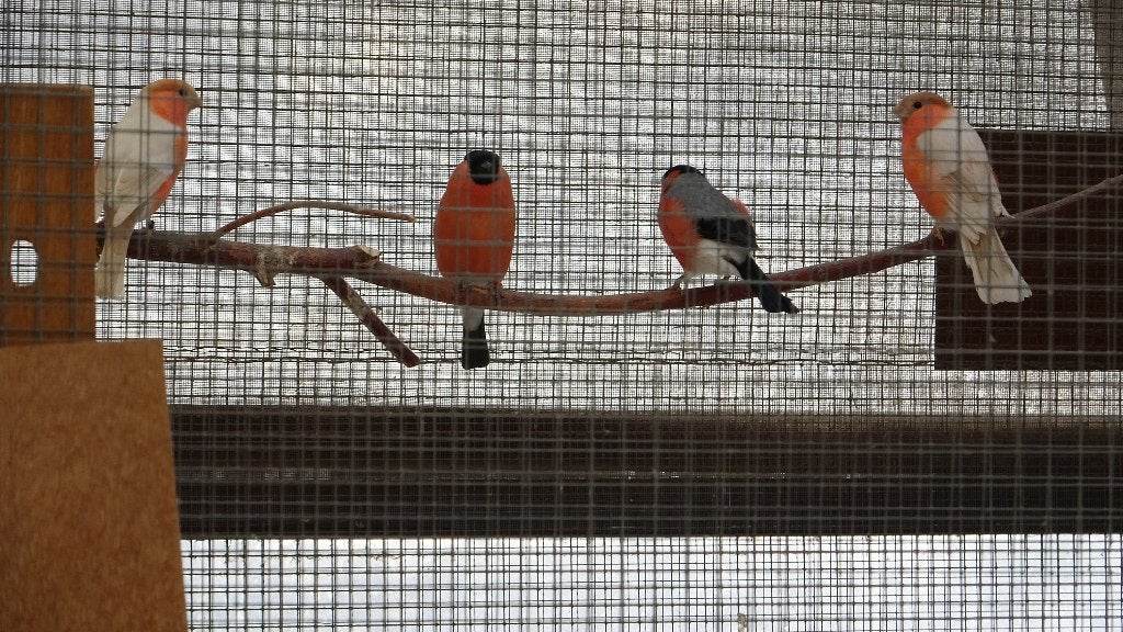 Noordse goudvinken, Dieren en Toebehoren, Meerdere dieren, Wildzangvogel, Geringd
