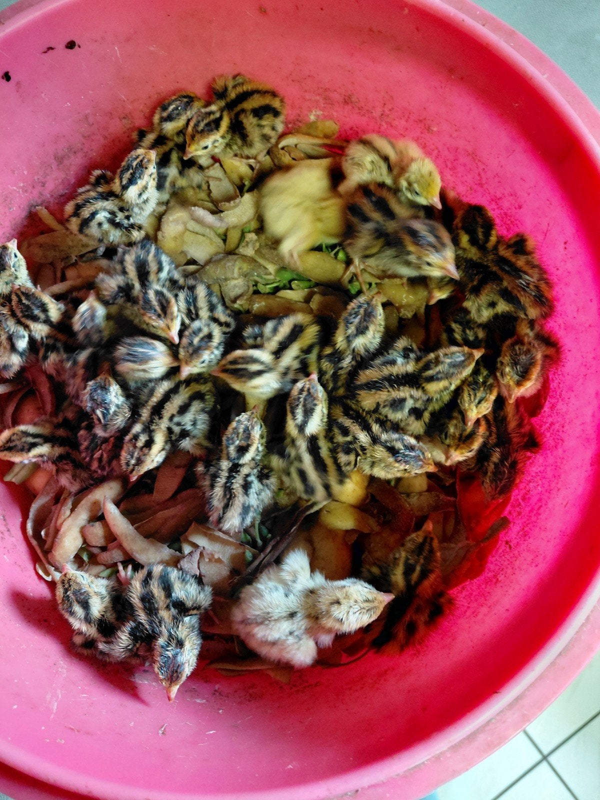 poussins de caille, Septembre